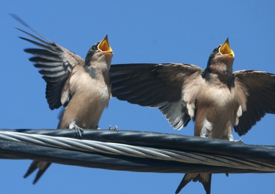 Birds sing songs. Птички щебечут. Птицы поют. Весело щебечут птицы. Щебет птиц.