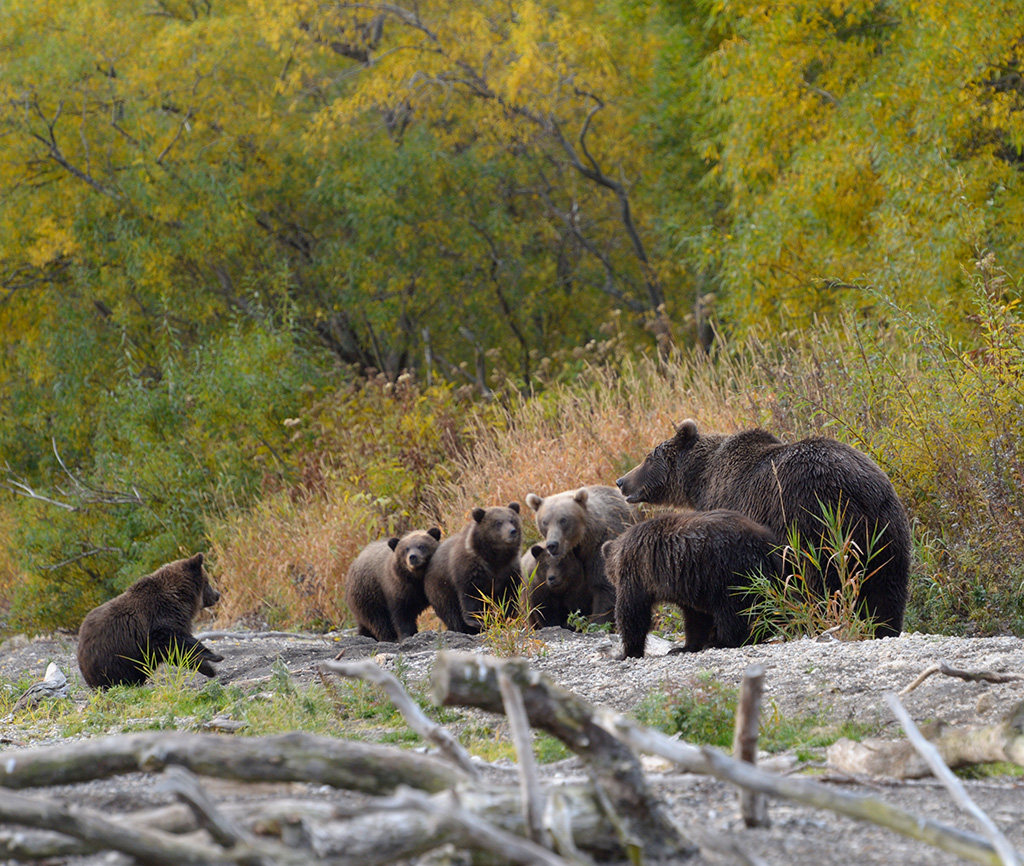 Покажите дикую природу. Уссурийский бурый медведь. Брянский лес заповедник бурый медведь. Медведь в дикой природе.